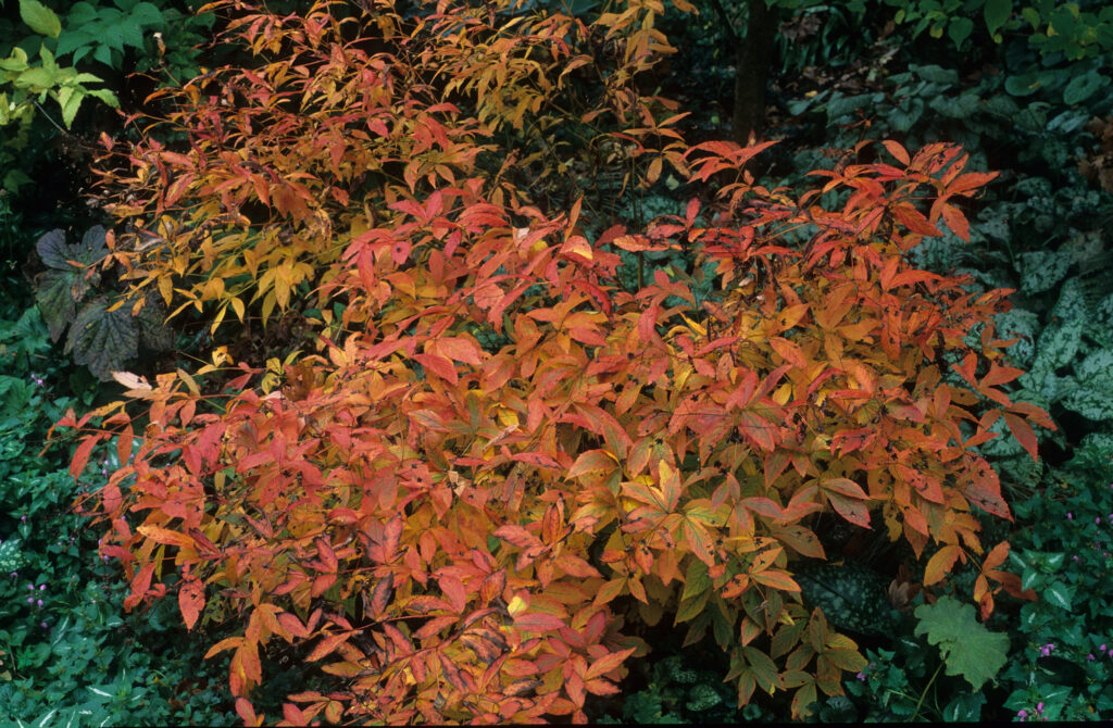 Dreiblattspiere in Herbstfärbung