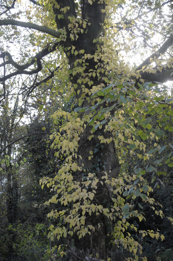 Kletterhortensie in gelber Herbstfärbung am großen Spitzahorn im Garten Gröne.